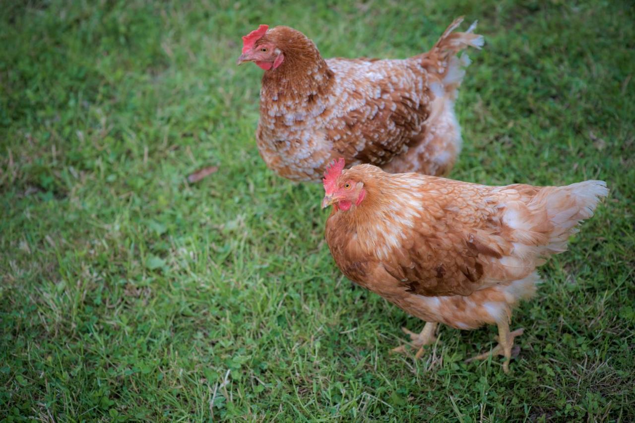 Bed and Breakfast Tourist Farm Firbas Cerkvenjak Esterno foto